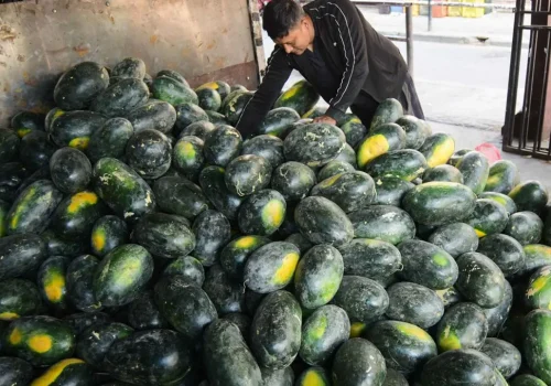 गर्मीसँगै बढ्यो खरबुजा व्यापार