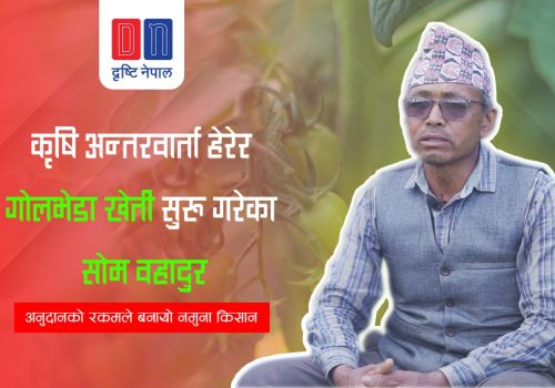 कृषि अन्तरवार्ता हेरेर गाेलभेडा खेती सुरु गरेका सोम वहादुर नमुना किसान वने