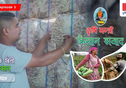 नक्कली किसान र झोले किसानको दिन गए : विनोद पौडेल च्याउ खेती किसान