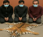 बाघको छालासहित तीन जना पक्राउ