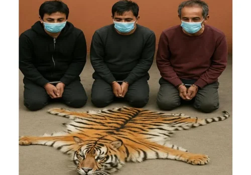 बाघको छालासहित तीन जना पक्राउ