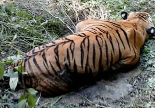 पर्साको ठोरीमा मृत पाटेबाघ फेला