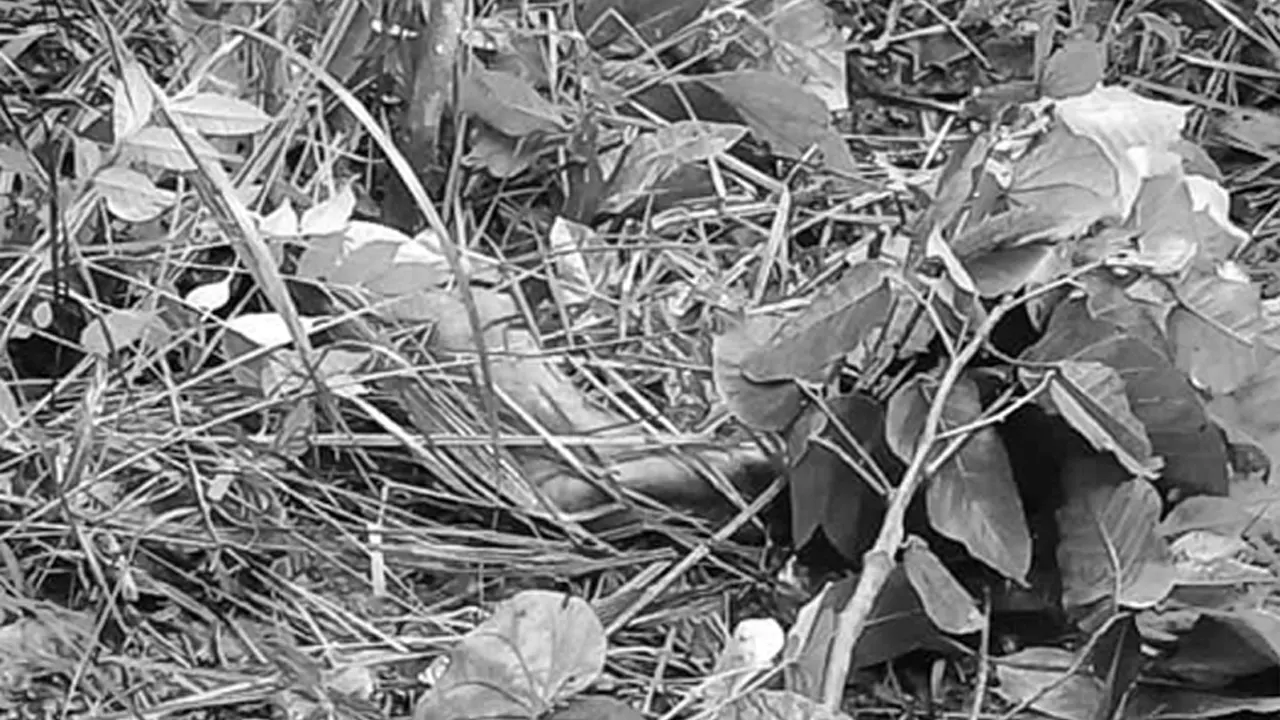 Death due to wild animal attack while mowing grass घाँस काट्न जादा जंगली जनावरको आक्रमणबाट मृत्यु
