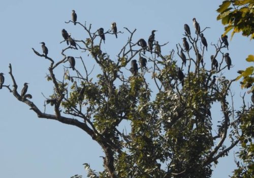 साइबेरियाबाट आएका पानी हाँस हेटौंडाको माछापालनमा भेटिए