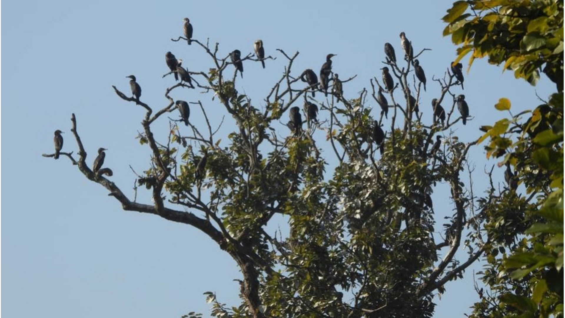साइबेरियाबाट आएका पानी हाँस हेटौंडाको माछापालनमा भेटिए