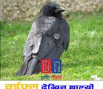 काभ्रेपलाञ्चोकममा बर्डफ्लु भएकाे पुष्टि