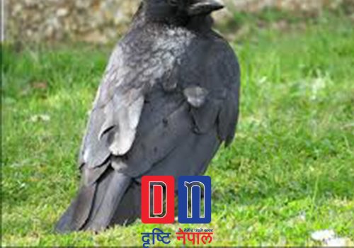 काभ्रेपलाञ्चोकममा बर्डफ्लु भएकाे पुष्टि