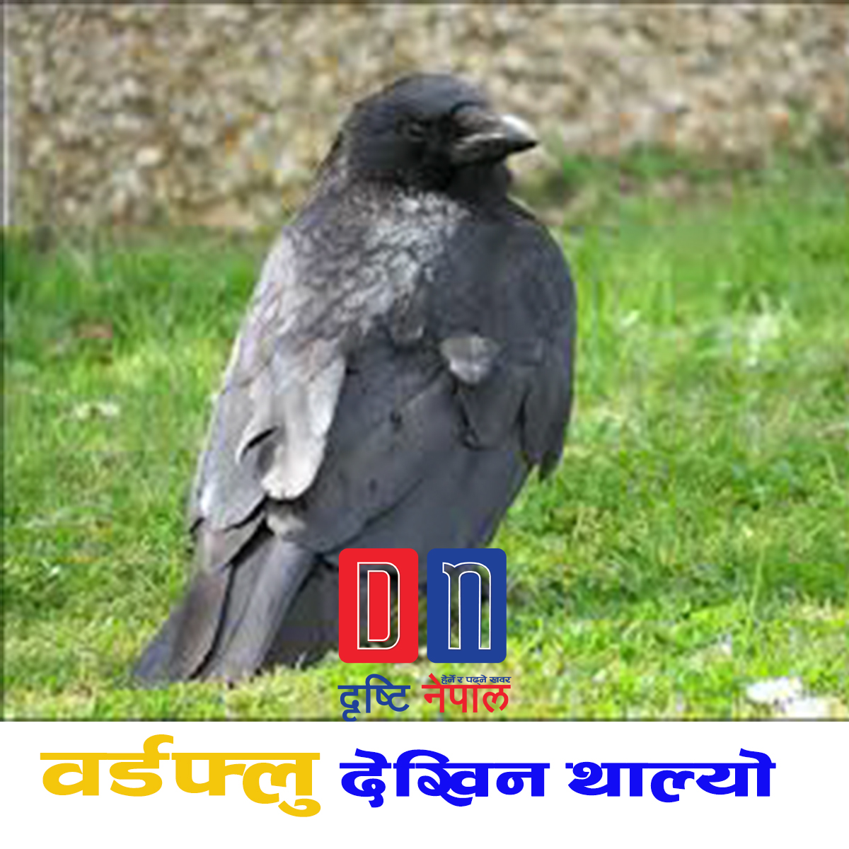 काभ्रेपलाञ्चोकममा बर्डफ्लु भएकाे पुष्टि