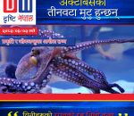 अक्टोपसका तीनवटा मुटु र निलो रगत : समुद्रको अनौठो जीव