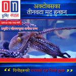 अक्टोपसका तीनवटा मुटु र निलो रगत : समुद्रको अनौठो जीव