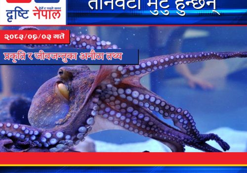 अक्टोपसका तीनवटा मुटु र निलो रगत : समुद्रको अनौठो जीव