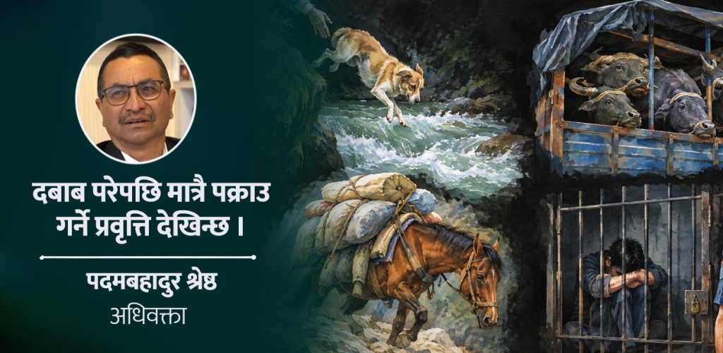 पशुमाथि क्रूरता : दोषी पक्राउ पर्छन्, कारबाही हुँदैन