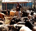 दसैँमा खसीबोका र च्याङ्ग्राको कारोबार बढ्यो, मूल्य पनि महँगियो