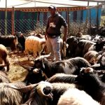 दसैँमा खसीबोका र च्याङ्ग्राको कारोबार बढ्यो, मूल्य पनि महँगियो
