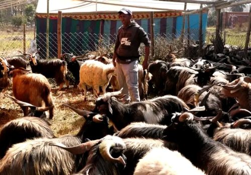 दसैँमा खसीबोका र च्याङ्ग्राको कारोबार बढ्यो, मूल्य पनि महँगियो