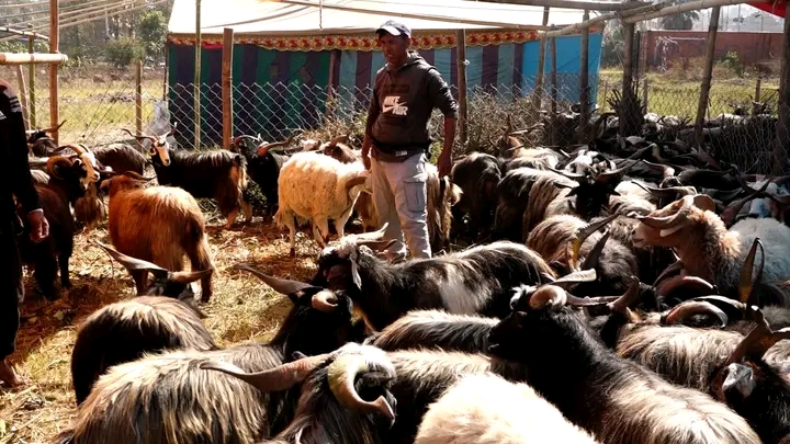 दसैँमा खसीबोका र च्याङ्ग्राको कारोबार बढ्यो, मूल्य पनि महँगियो