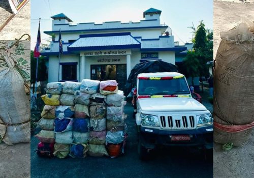 उदयपुरमा एक टनभन्दा बढी गाँजा बरामद, बोलेरोसहित एक युवक पक्राउ