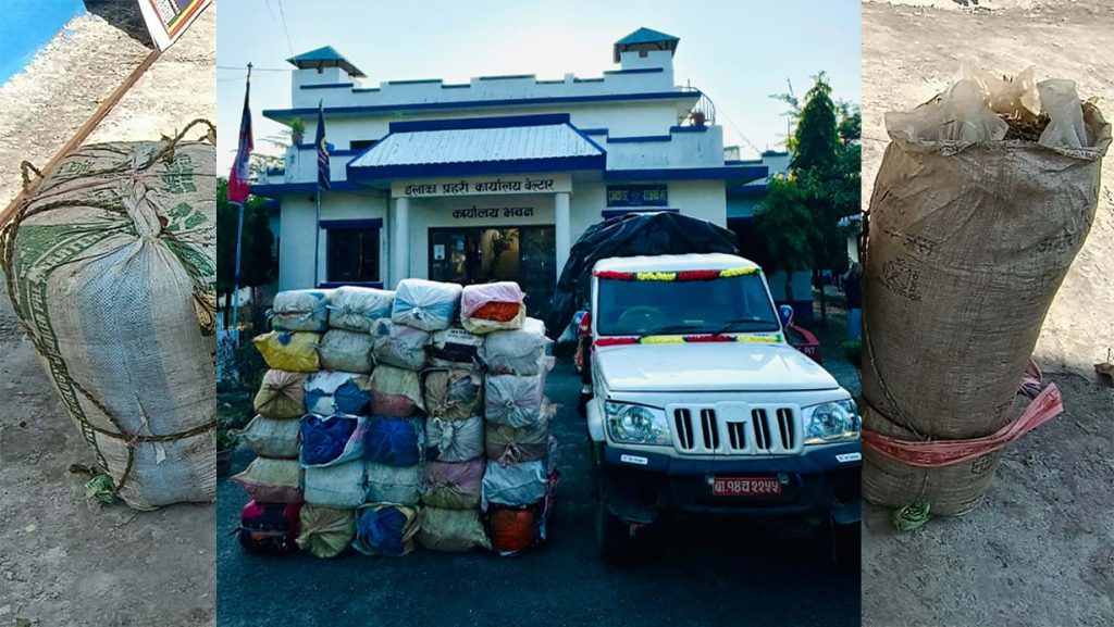 उदयपुरमा एक टनभन्दा बढी गाँजा बरामद, बोलेरोसहित एक युवक पक्राउ